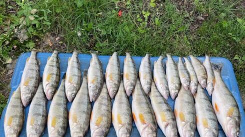 Perch were on out of Burns Ditch Saturday morning. Provided by Slez’s Bait