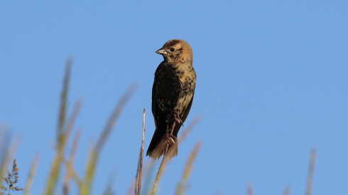A bobolink, dual-gender bird was spotted recently at preserve located in Barrington.