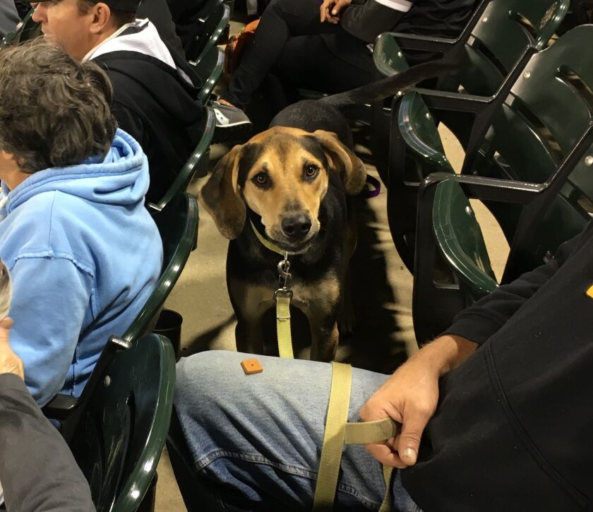 Jax is a Coonhound, who was rooting and howling for the White Sox all night. | Madeline Kenney