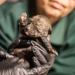 Four critically endangered red wolf pups were born at the Lincoln Park Zoo in April. | Christopher Bijalba/Lincoln Park Zoo
