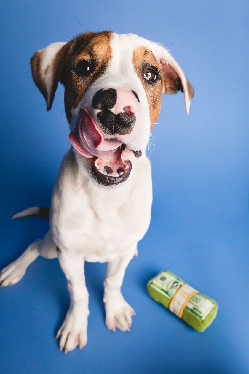 Baxter was adopted from One Tail At a Time. | BARK photo.
