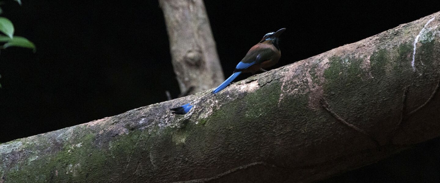 A Toh bird perches in the jungle outside the miles-long cave system “Garra de Jaguar,” or the Paw of the Jaguar, which sits under the planned route of the Maya Train.
