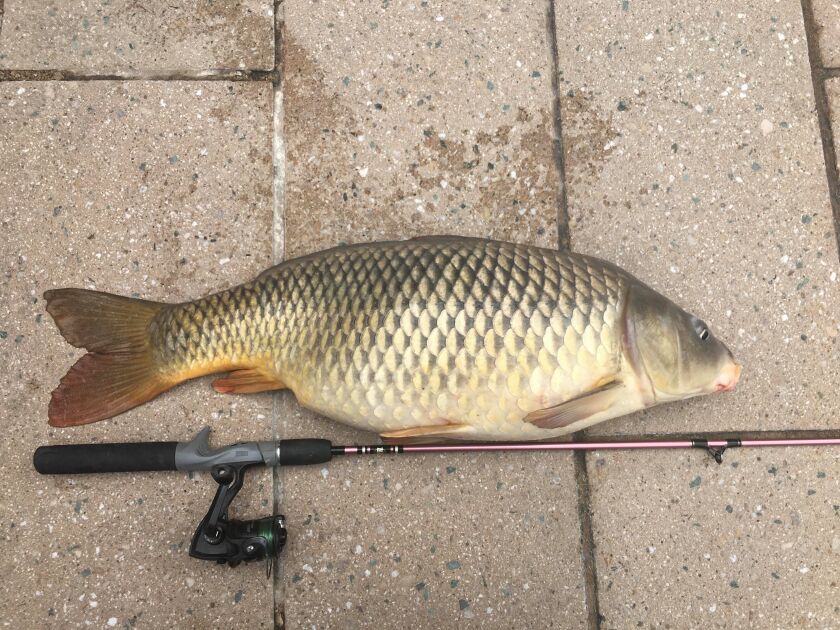 Nice Chicago River carp. Provided by Jeffrey Williams
