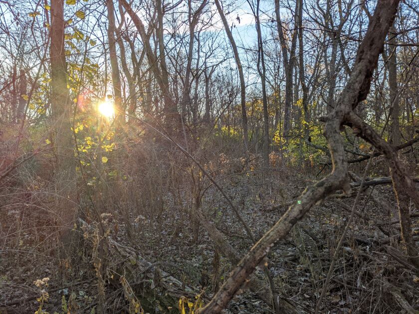 Sunrise at Des Plaines State Fish and Wildlife Area Friday slowly revealed the cover on opening day of Illinois’ first firearm season. Credit: Dale Bowman