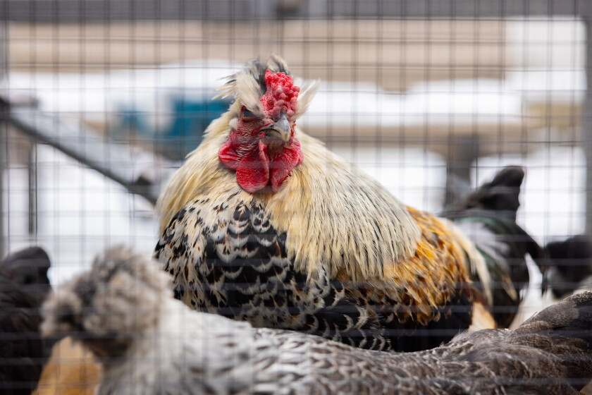 A colorful chicken sits in a coop in an elementary school courtyard.