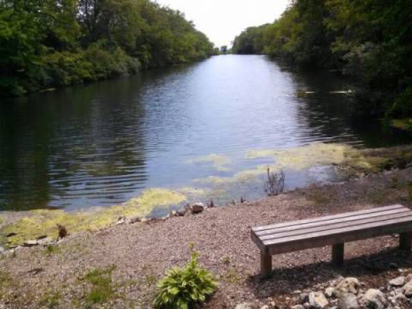 giantgoose06_06_15boyscoutcove_600x450.jpg