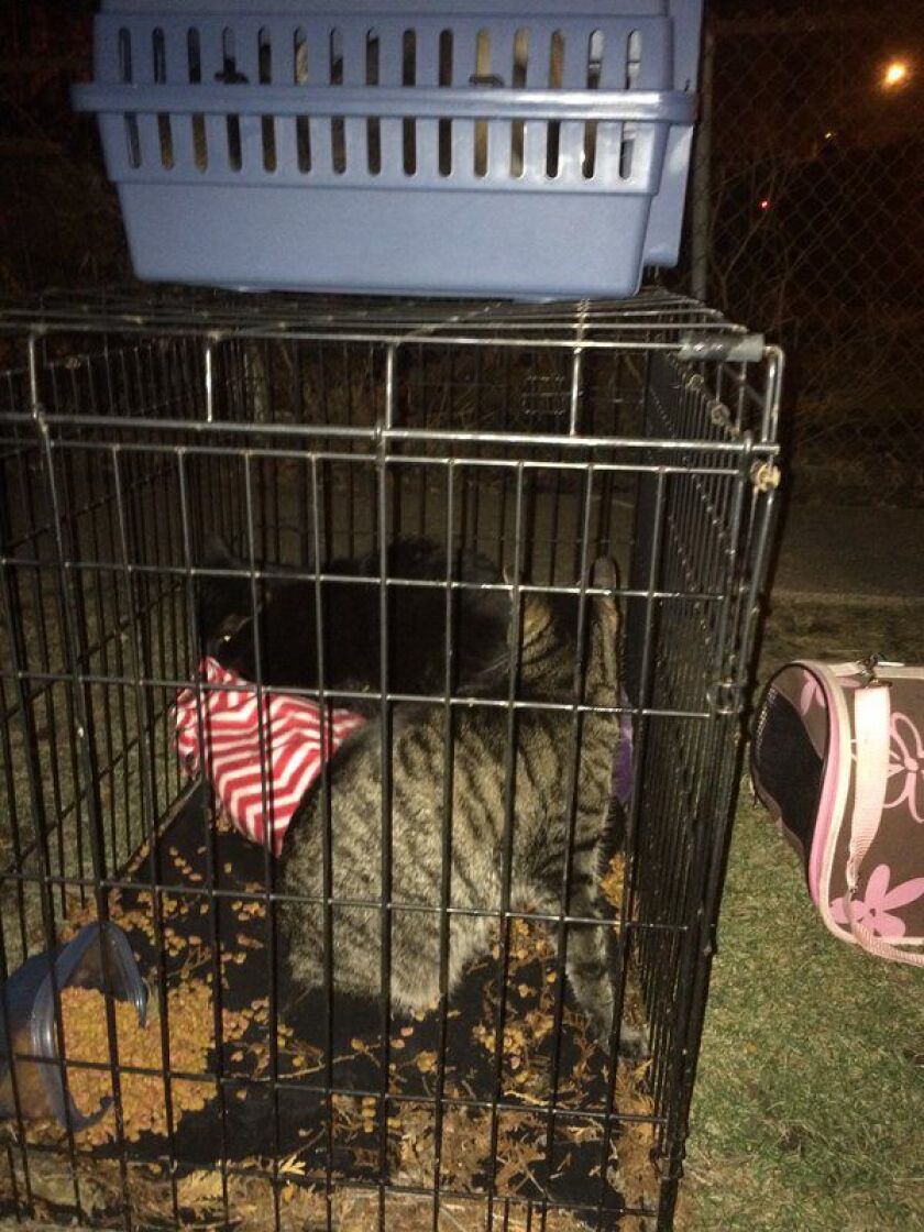Firefighters rescued five cats from a house fire Monday evening in the Jefferson Park neighborhood. | Fire Media Affairs