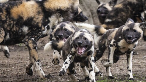 Ten African painted dogs born on Nov. 25, 5 female and 5 male, explore their outdoor habitat for the first time at Brookfield Zoo, Tuesday, March 31, 2026. | Ashlee Rezin/Sun-Times