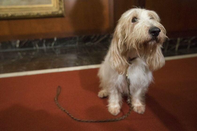 Juno, a grand basset griffon Vendeen, is shown during a news conference at the American Kennel Club headquarters, Wednesday, Jan. 10, 2018, in New York. | AP Photo