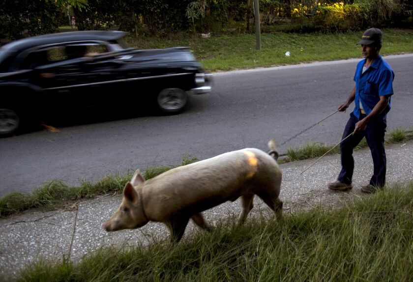 Osmar Ramirez walks his pig Bartolo by a leash to a client’s home for mating in La Lisa neighborhood on the outskirts of Havana, Cuba, Wednesday, Jan. 28, 2015. (AP Photo/Ramon Espinosa)