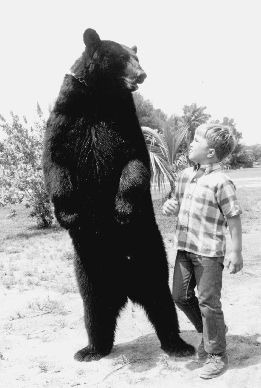 Ben, the friendly black bear, and Clint Howard as his best buddy, on the TV series “Gentle Ben.”