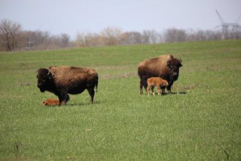 Bison calves at Midewin National Tallgrass Prairie.<br>Provided by Rick Short, Forest Service