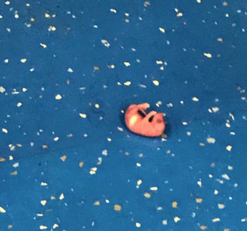 A photo sent to the Chicago Teachers Union by a Mollison teacher on Nov. 10, of one of several baby rats found on a pillow in a classroom’s library. | Provided photo