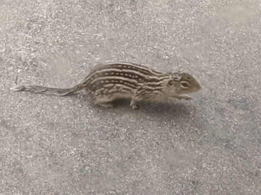 A thirteen-lined ground squirrel spotted walking across the back patio. Credit: Dale Bowman