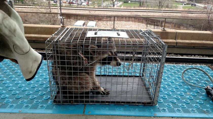 Captured and safe, the raccoon chills out after a morning excursion along the Red Line tracks. | Provided photo.