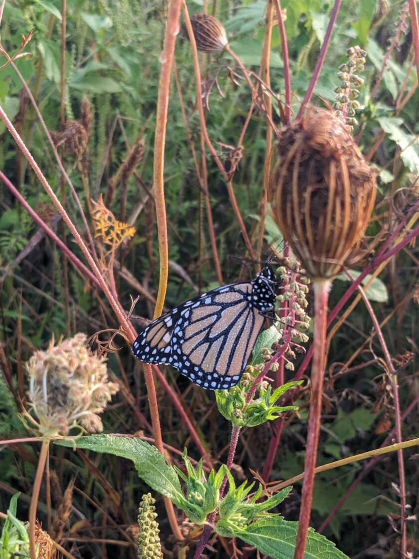 monarch09-02-25RockCreekWildflowerandPollinatorArea.jpg