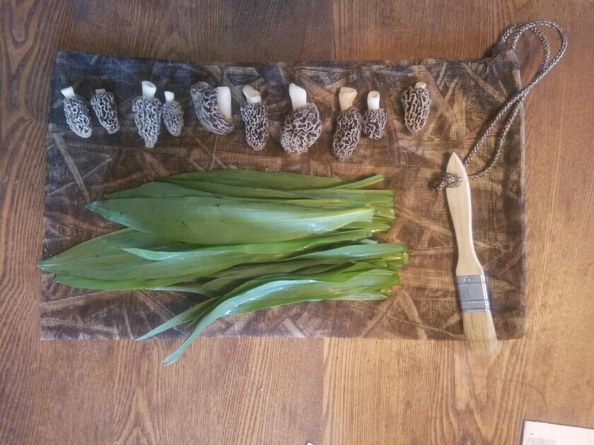 An artful collection of ramps and morel mushrooms in northern Illinois. Photo provided by Jeff Norris