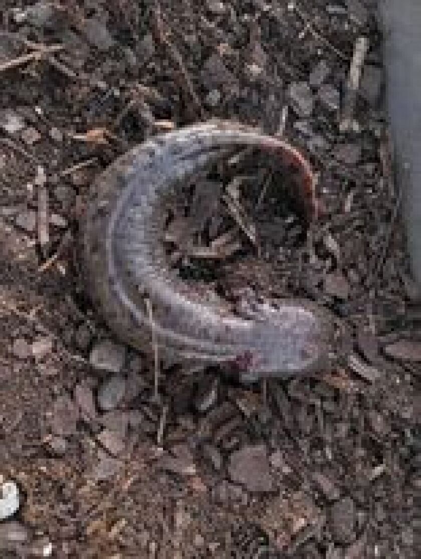 A mudpuppy at Navy Pier. Provided by Chris Strand