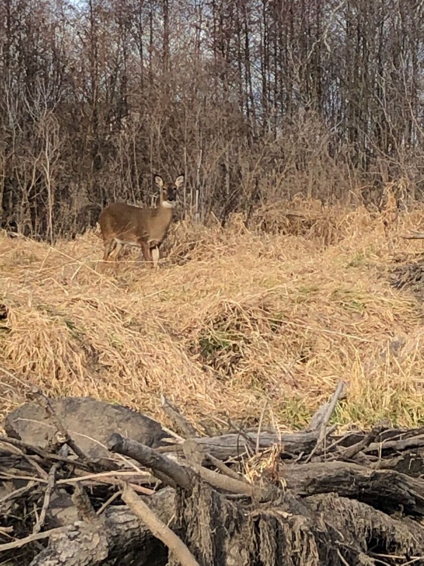 A deer along the Kankakee River while George Peters was fishing. Credit: George Peters