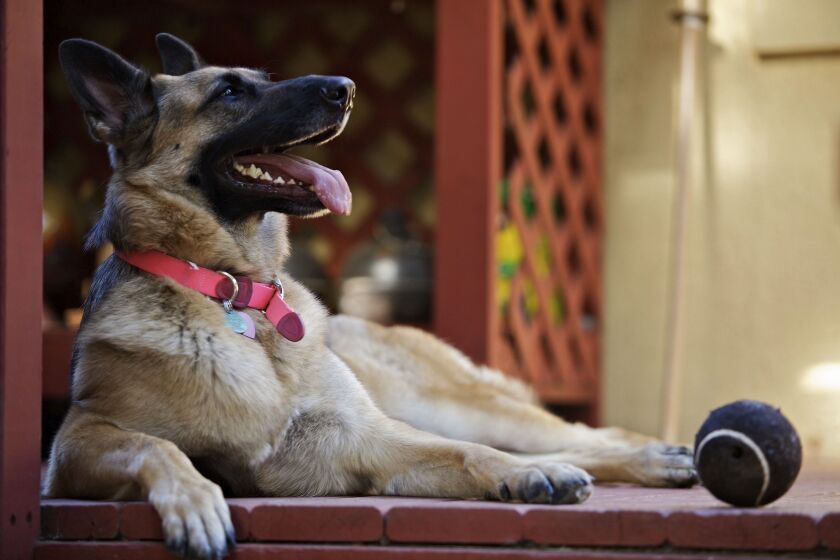 America’s dogs are having their day as the coronavirus keeps many people at home more with their pets. German shepherds are among the Top 10 breeds in the U.S.