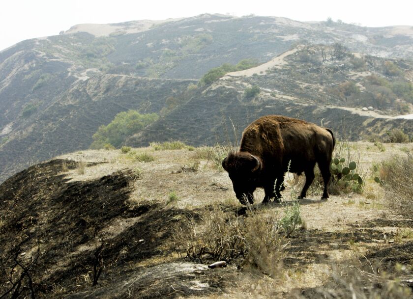 A North American bison forages for food and is one of hundreds that roam Catalina Island off the coast of California. Visitors can take tours of the island in hopes of catching a glimpse of the bison in the rugged hills. | AP Photo/Reed Saxon, File