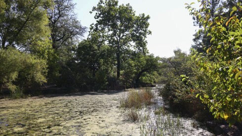Alfred Caldwell Lily Pool at 125 W. Fullerton Parkway in Lincoln Park