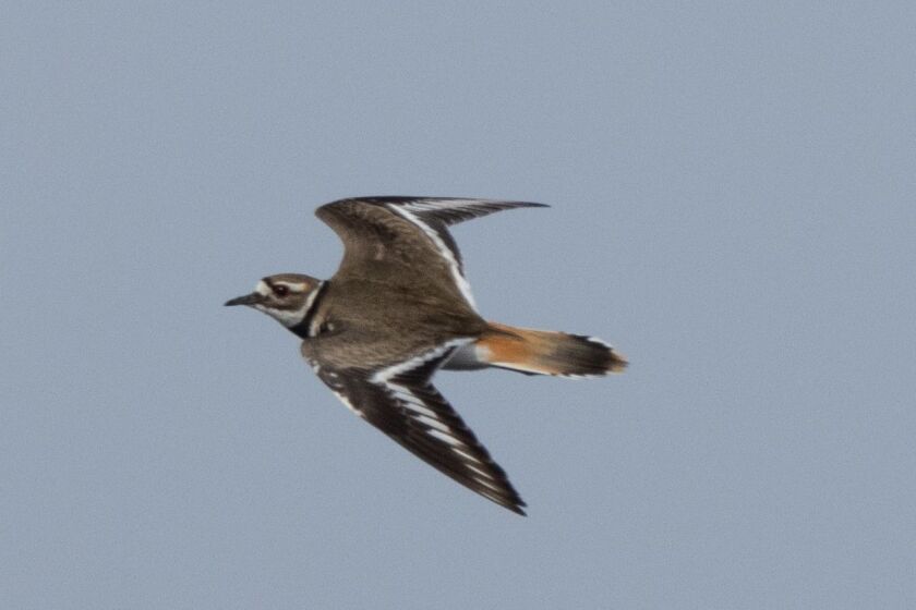 A killdeer in flight at McDowell Grove. Credit: Dr. Elizabeth Pector