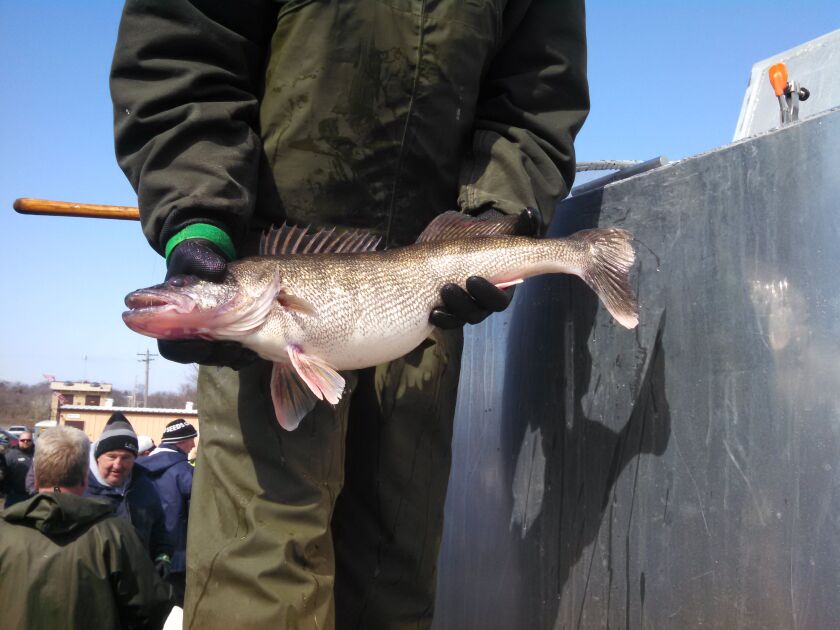IllinoisRiverWalleyeClassic03_29_15bigwalleye_600x450.jpg