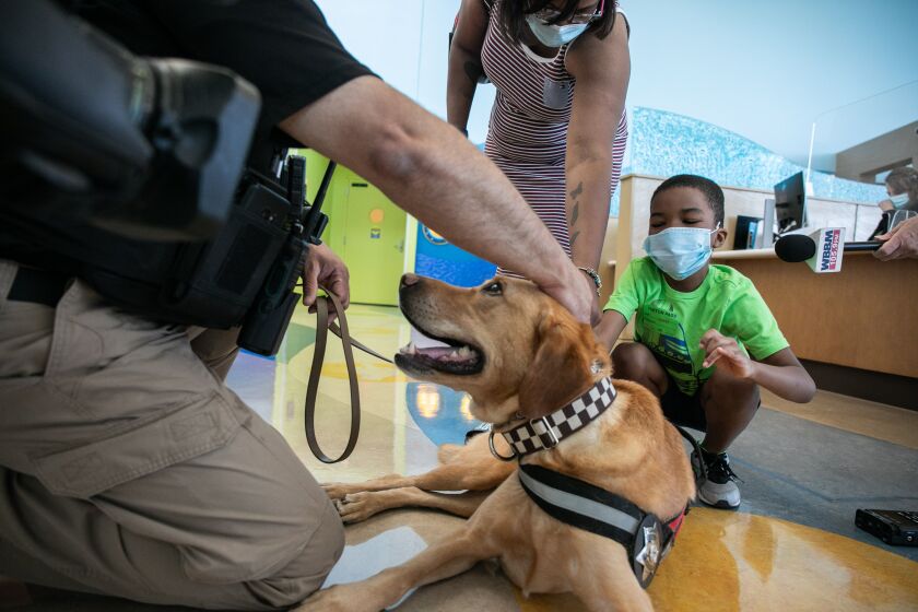 Xavier Dorsey, 6, pets therapy dog Zilly before a news conference Tuesday at La Rabida Children’s Hospital held by the Cook County sheriff’s office to introduce Ella and Zilly, therapy dogs that interact with hospital staff and patients every Tuesday.