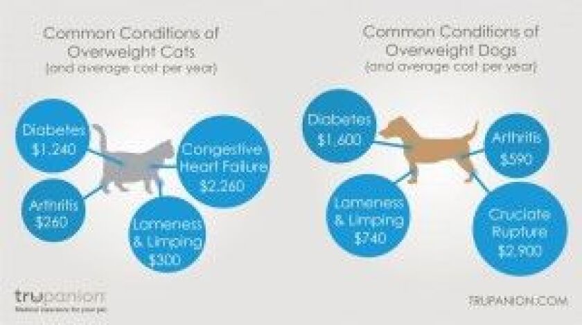 trupanion_overweight_pet_infographic_large_300x168.jpg