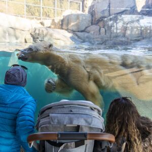 A family watches as a polar bear swims by Friday afternoon at Lincoln Park Zoo.