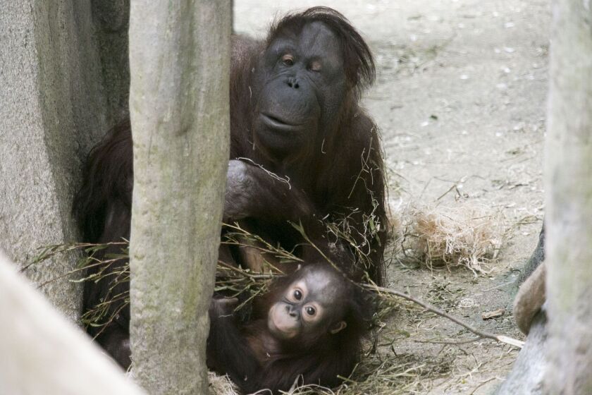 Maggie, a 53-year-old orangutan who has had four kids of her own and is acting as a surrogate, sits near 14-month-old Kecil in their habitat Wednesday at Brookfield Zoo.