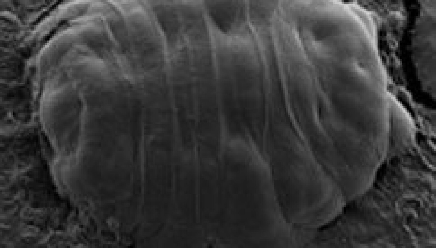 How One Of The World s Toughest Creatures Can Bring Itself Back To Life how-one-of-the-world-s-toughest-creatures-can-bring-itself-back-to-life