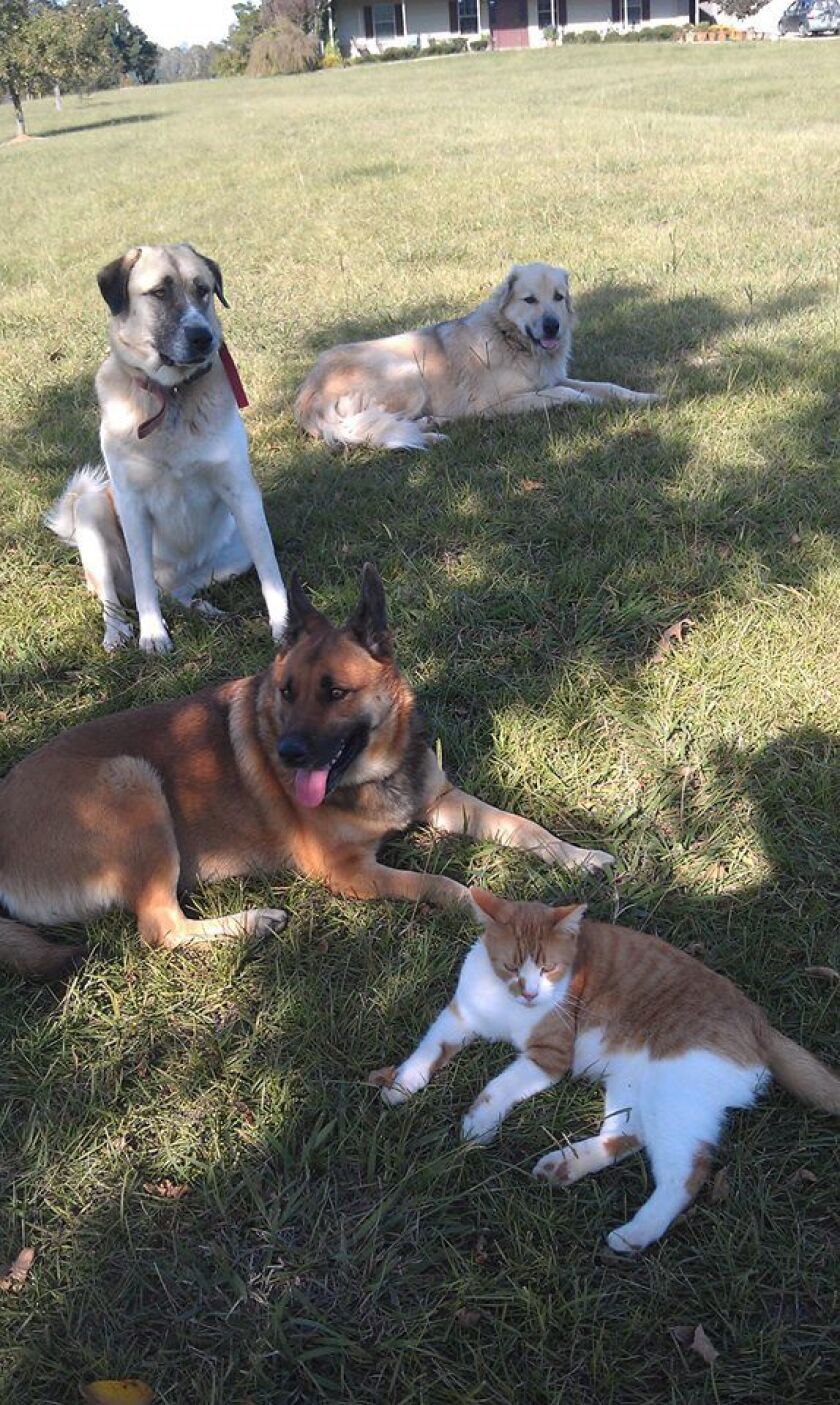 Albert the cat is right at home with the family dogs. | Provided photo.
