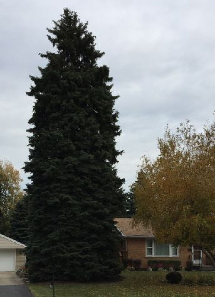 The 2015 City of Chicago official Christmas tree is this Colorado Blue Spruce, donated by the Voelker family of Northlake. | SUPPLIED PHOTO