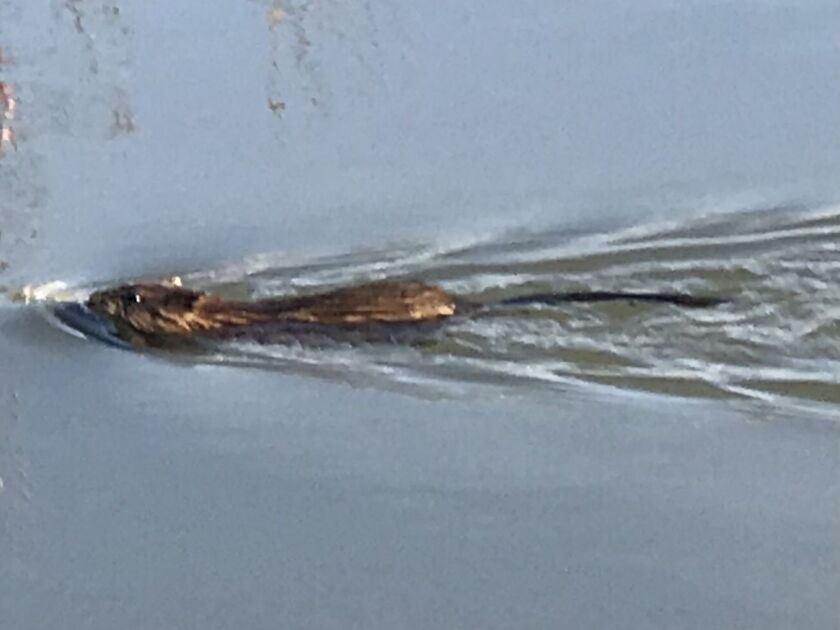 Muskrat swimming in open water of late winter. Credit: Ken “Husker” O’Malley
