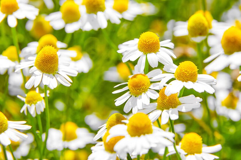 Chamomile growing in the wild.
