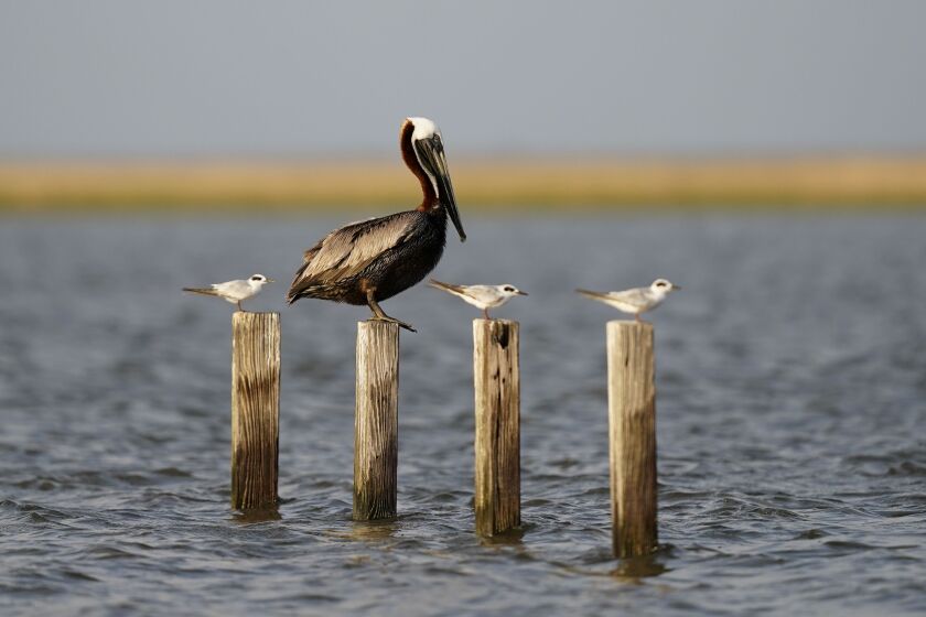 A brown pelican sits on pilings with seagulls in marshland in Chauvin, La.