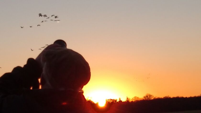 The thousands of sandhill cranes in fall migrations draw dozens to watch daily at Jasper-Pulaski Fish and Wildlife Area.<br>Credit: Dale Bowman