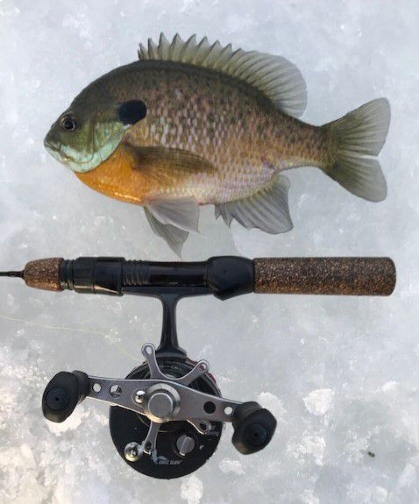 A well-presented bluegill from Lake County. Credit: Charles Zheng