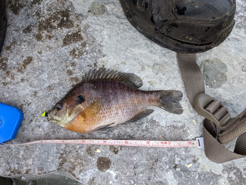 A bluegill caught from shore at LaSalle Lake on opening day Tuesday. Credit: Dale Bowman