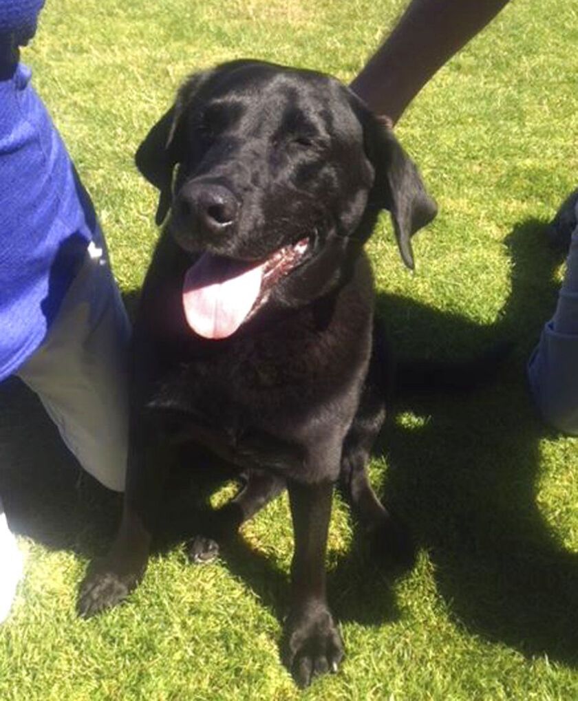 The dog allegedly shot by Oregon man Joshua Horner. | Lisa Christon via AP