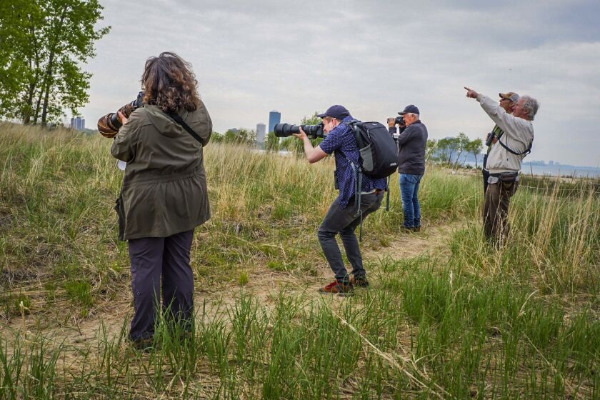 Tamima Itani and other bird watchers at Montrose looking through their binoculars or snapping photos of birds in trees on Thursday, May 20.
