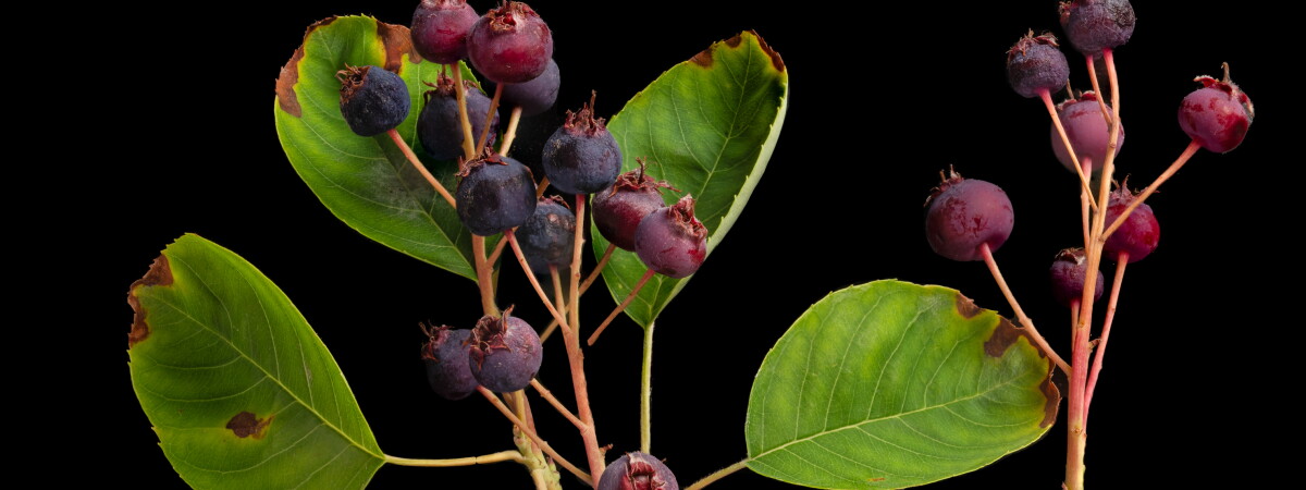 Serviceberry Plant Ripe New cookbook dedicated to the serviceberries along the Bloomingdale ...