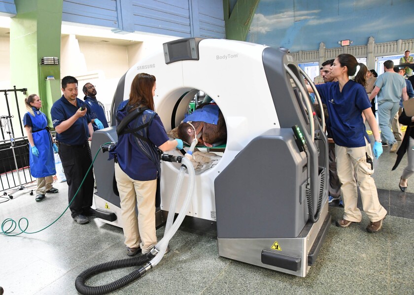 Brookfield Zoo Chicago's new animal radiology database a 'game-changer ...