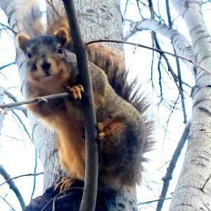 A bold fox squirrel with no fear of the camera in Wicker Park. | Alisa Hauser/For the Sun-Times