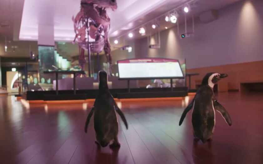 Shedd Aquarium penguins made their first off-site field trip to the Field Museum in June.