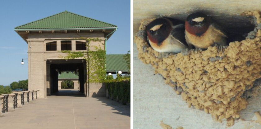 The 63rd Street beach house (left) and a pair of cliff swallows that call it home.