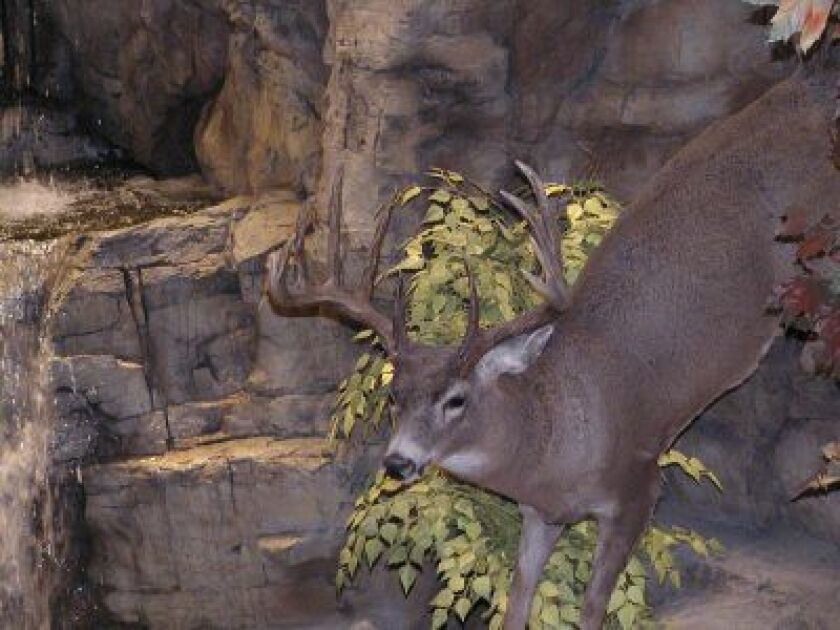 A reproduction of Mel Johnsons buck at a Bass Pro Shop.<br>Dale Bowman/Sun-Times