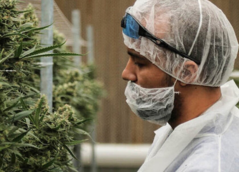 A Cresco grower tending to marijuana plants at a cultivation facility. | Cresco website